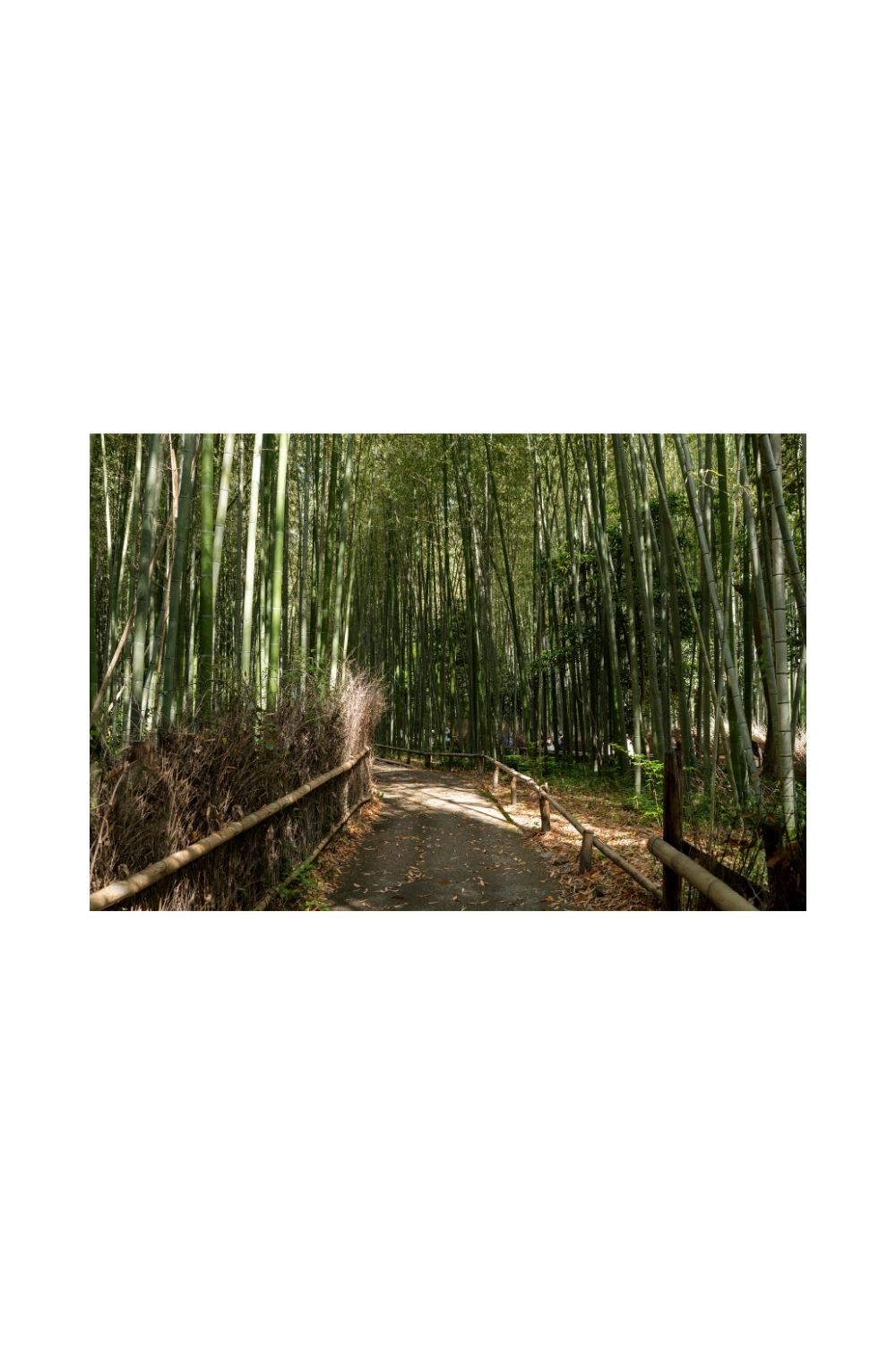 Kyoto 11