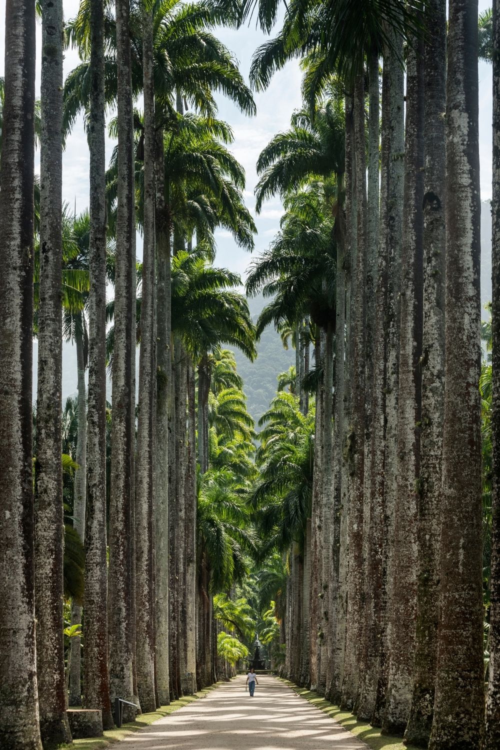 Jardim Botanico, Rio de Janeiro