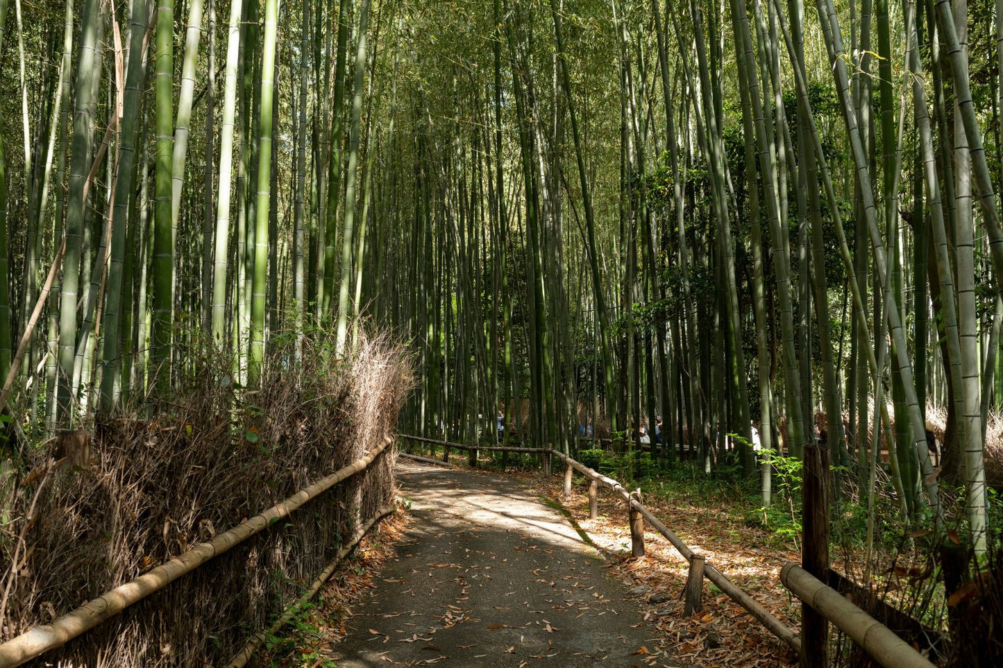 Kyoto 11