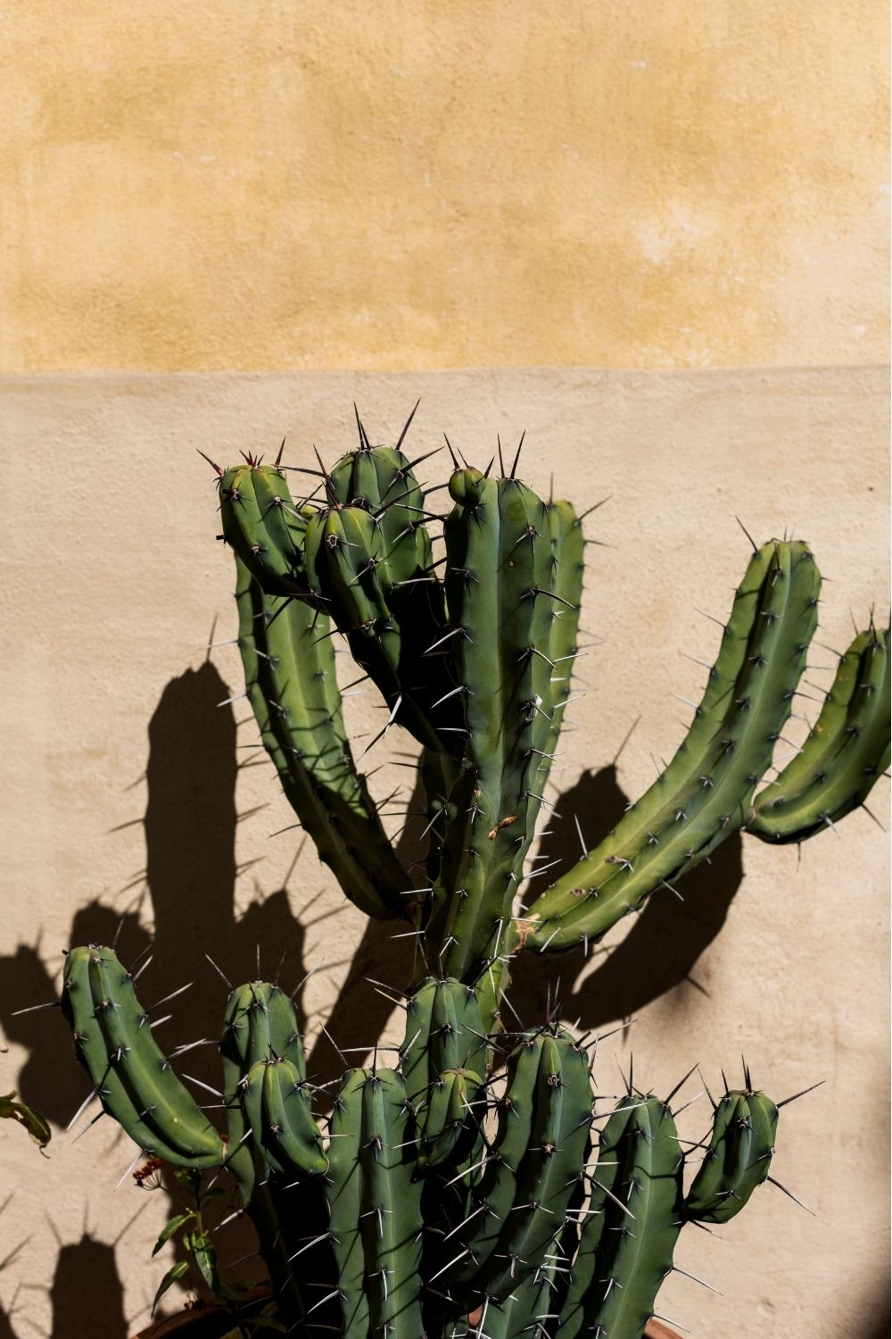 Cactus, CDMX