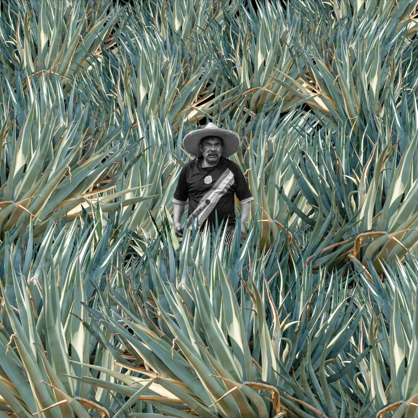 Agaves, CDMX