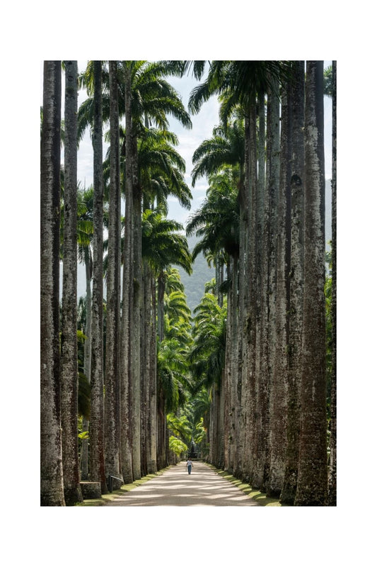 Jardim Botanico, Rio de Janeiro
