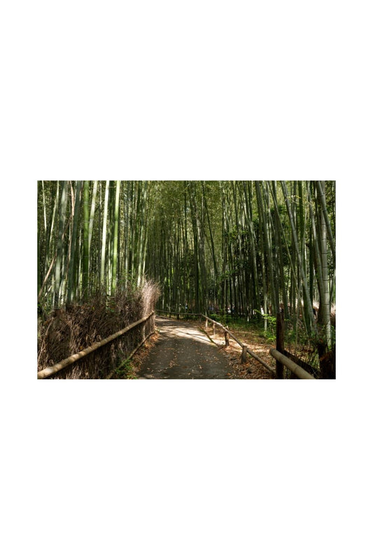 Kyoto 11