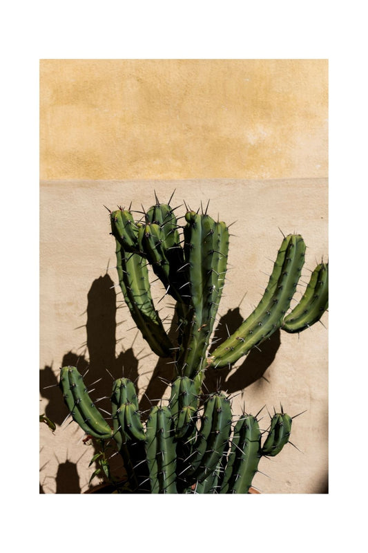 Cactus, CDMX